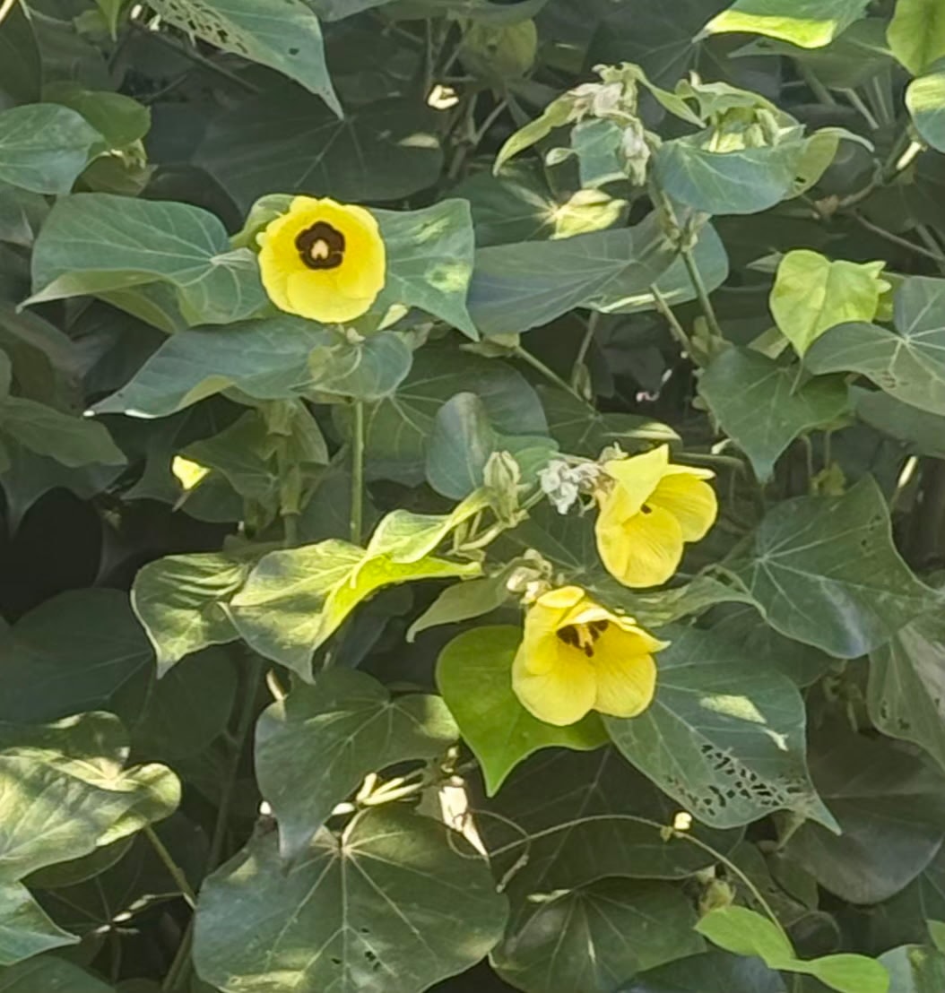 Hau flower in bloom
