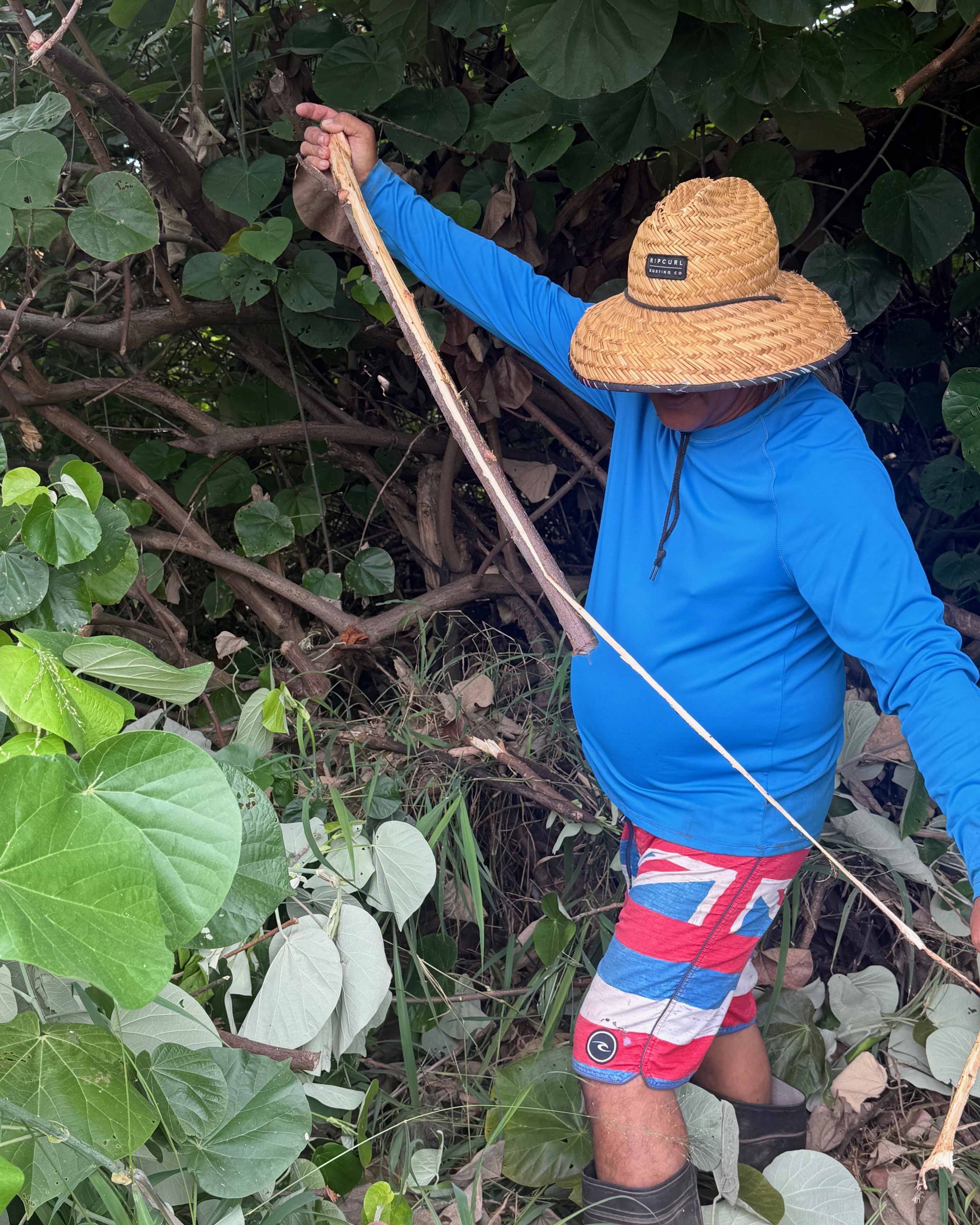 Man working with hau