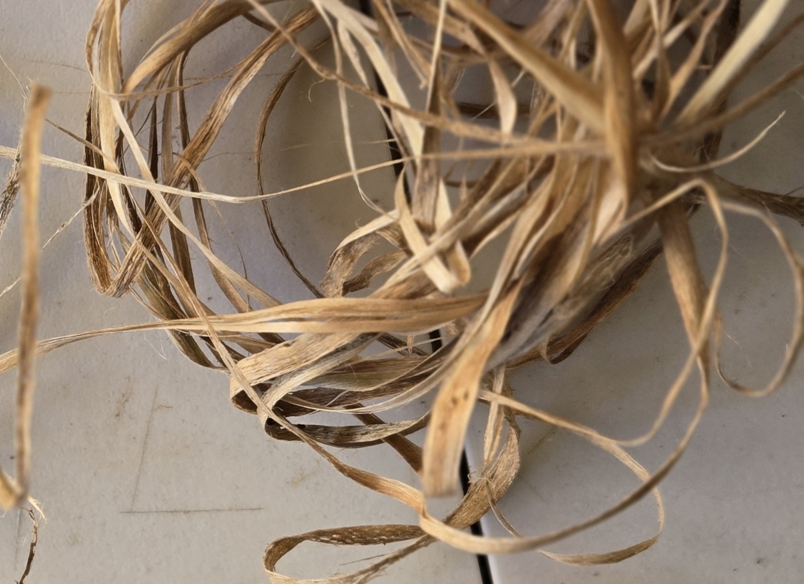 Hau bark cordage strands